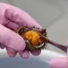 直販
